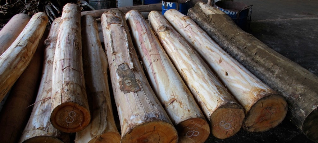 Logs - Rotary